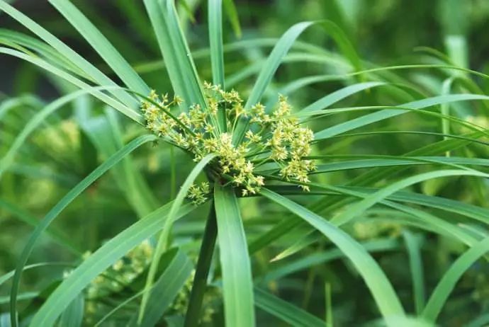 这些诗词中的植物名，99%的人念不对