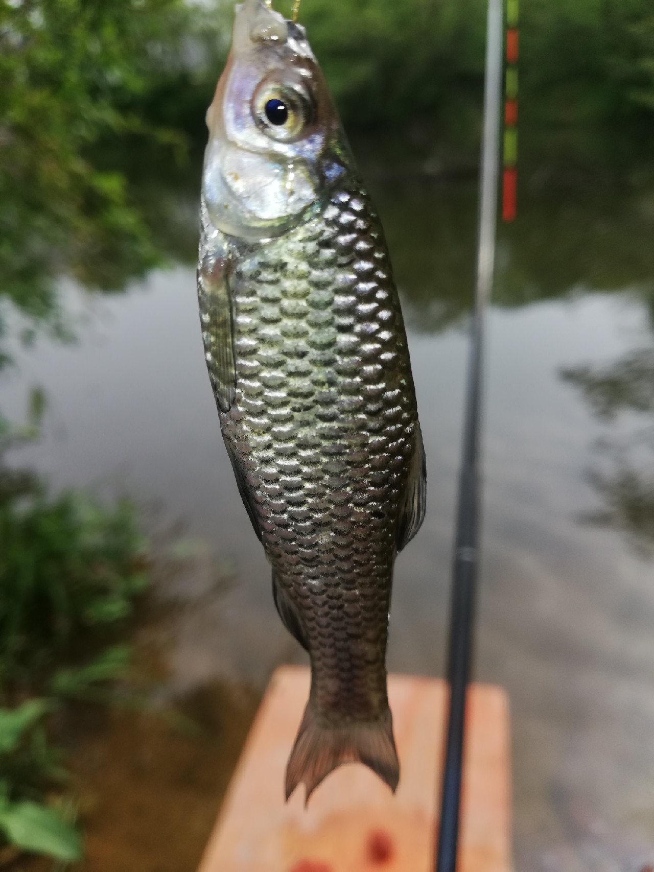池塘小鱼多如星,岸上蔬果翠如绿