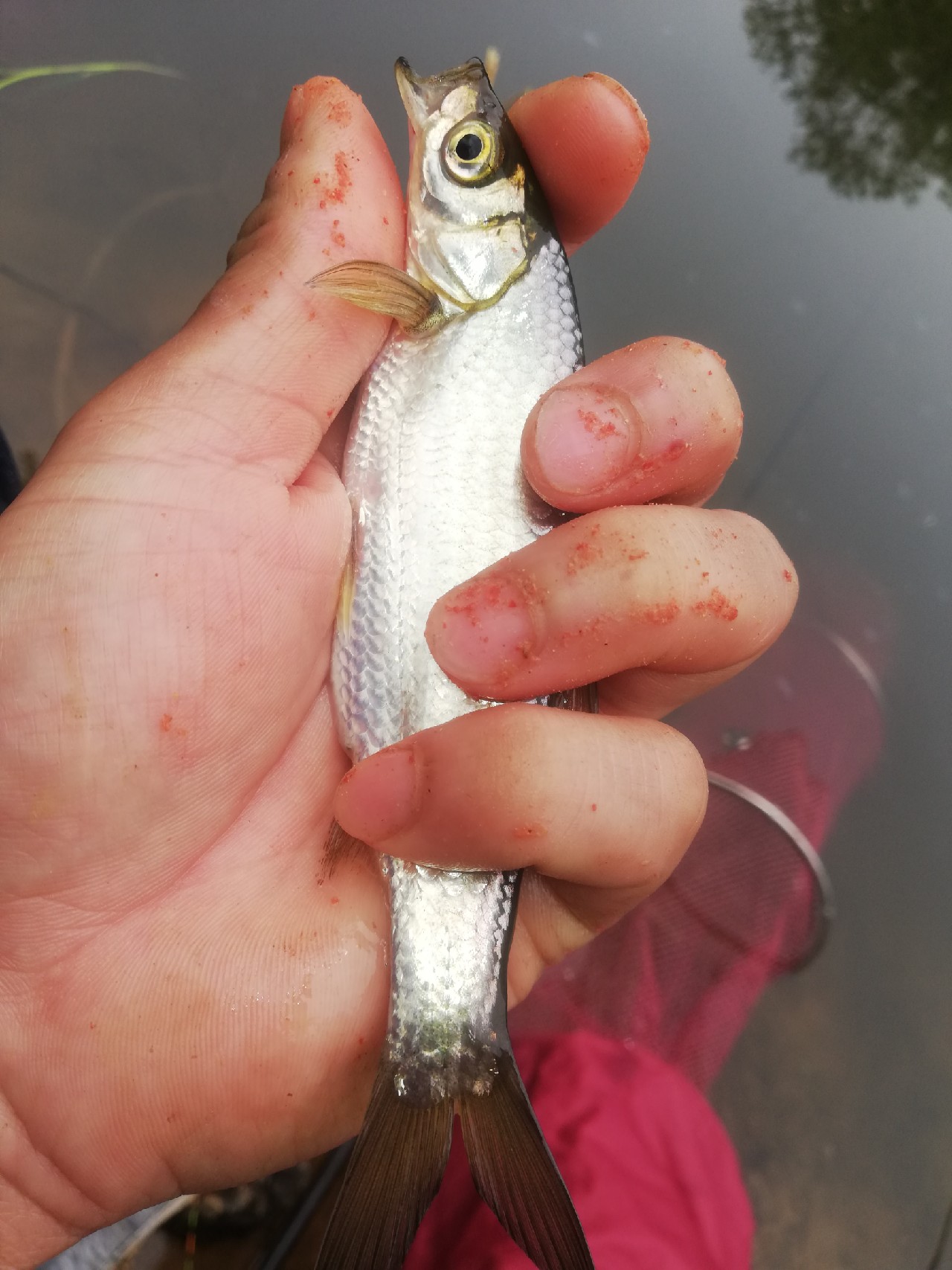 池塘小鱼多如星,岸上蔬果翠如绿