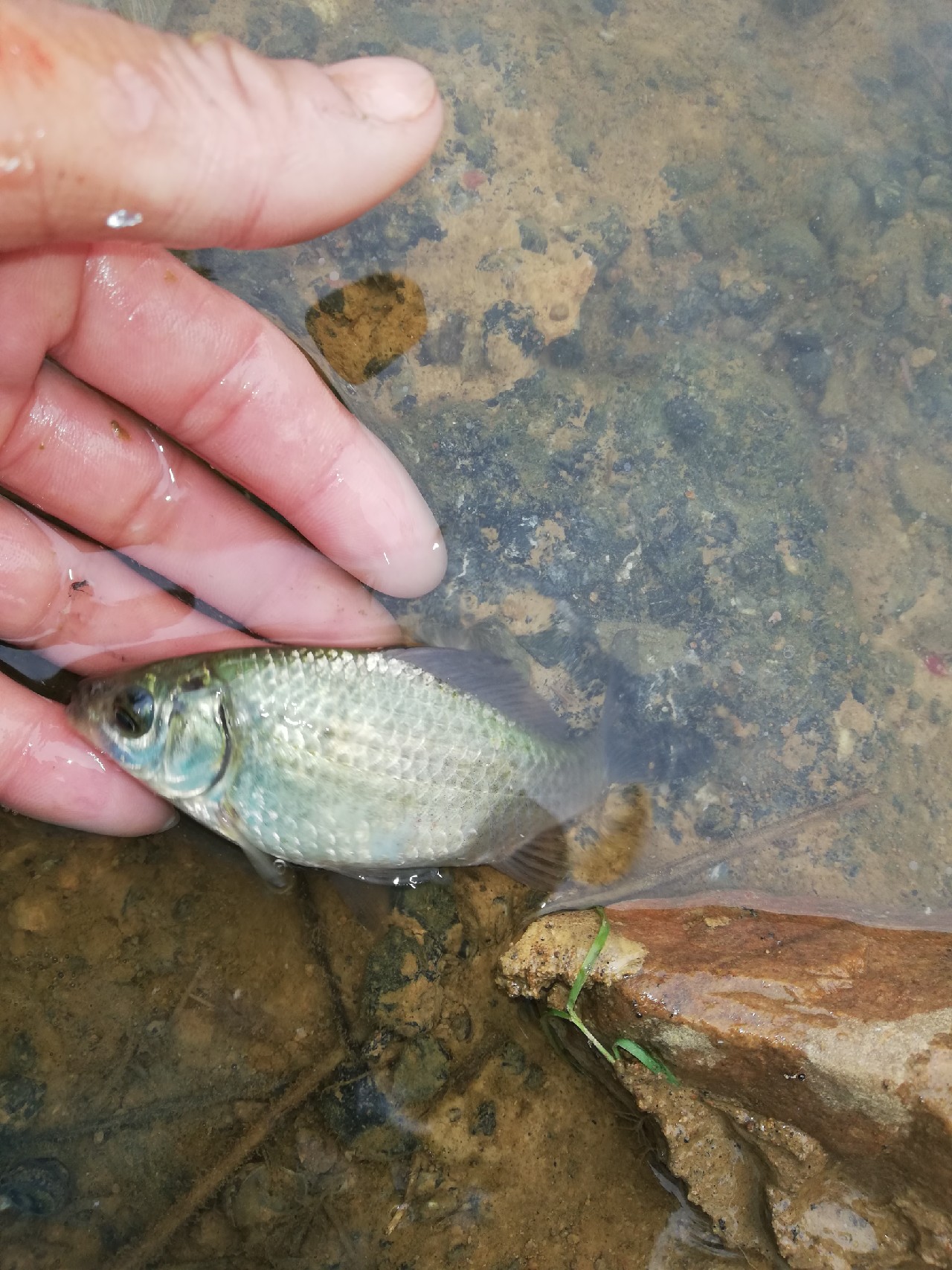 池塘小鱼多如星,岸上蔬果翠如绿