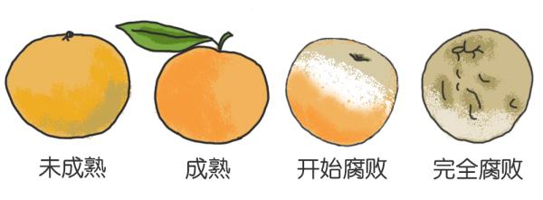 冰箱异味：食物的味道还是细菌的味道？5招教你避免