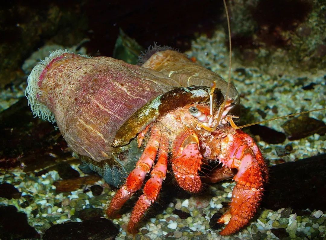 海螃蟹品种图解图片