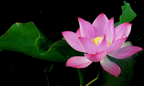 铁流诗词，五月专辑，谁持妙笔绘初夏，各人添彩意不同