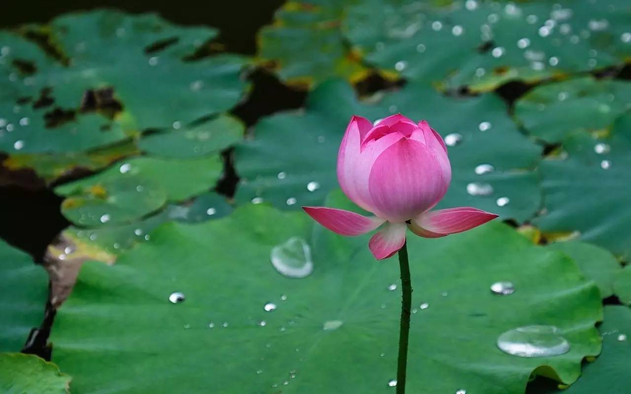 铁流诗词，五月专辑，谁持妙笔绘初夏，各人添彩意不同