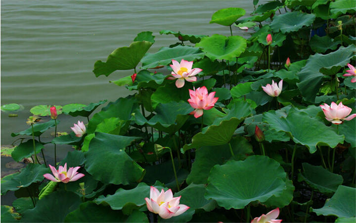 铁流诗词，五月专辑，谁持妙笔绘初夏，各人添彩意不同