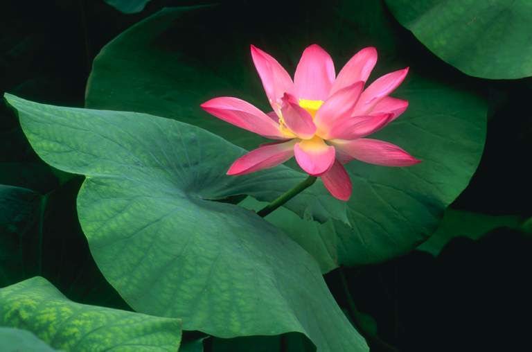 铁流诗词，五月专辑，谁持妙笔绘初夏，各人添彩意不同