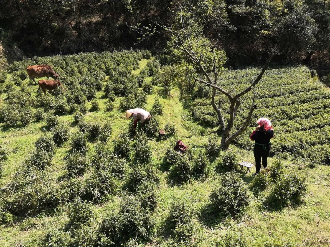 莲都出台“茶八条”，各项优惠政策请查收