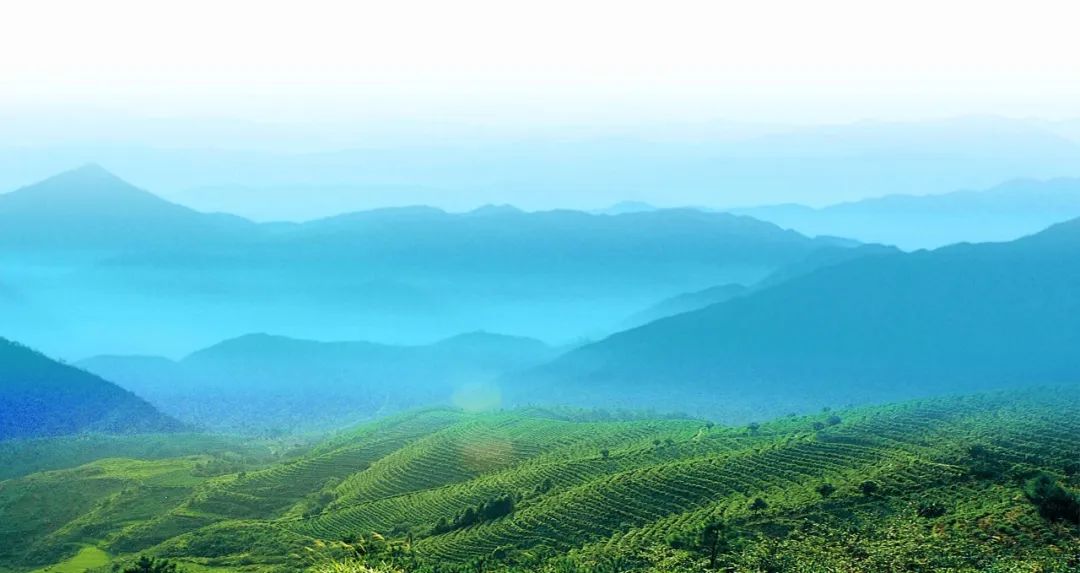 蓮都出臺“茶八條”，各項優(yōu)惠政策請查收