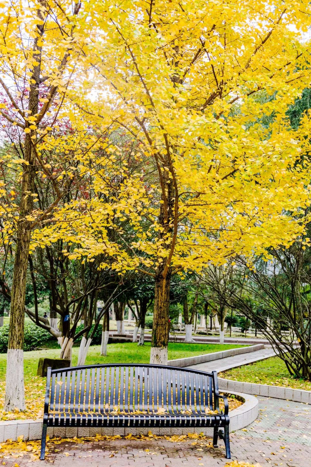 高考分数公布！2020重庆“最好大学”排名拿去