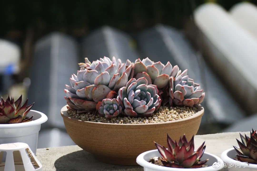 探访云南昆明青鸟多肉花园大棚：关于景天的那些事