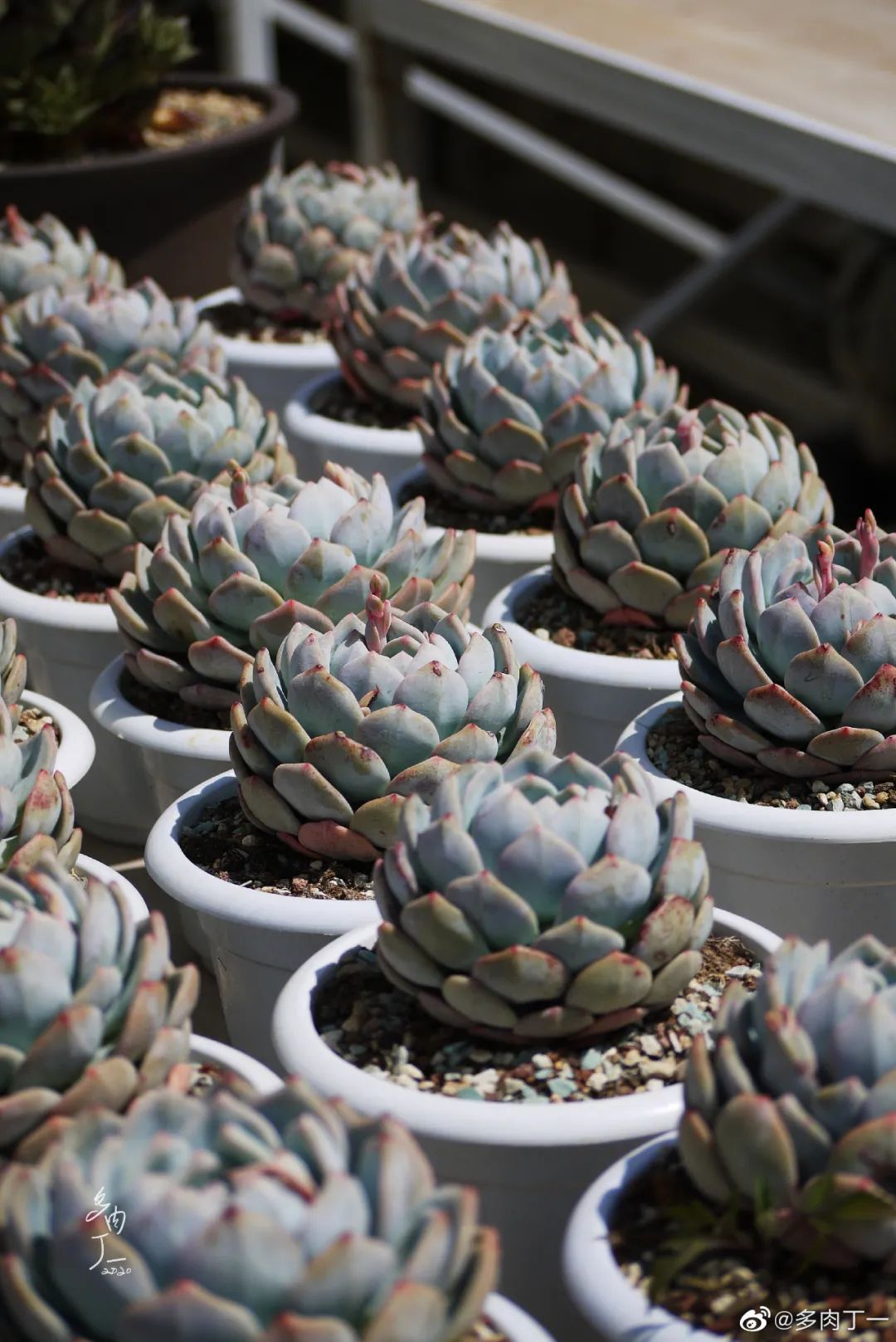 探访云南昆明青鸟多肉花园大棚：关于景天的那些事