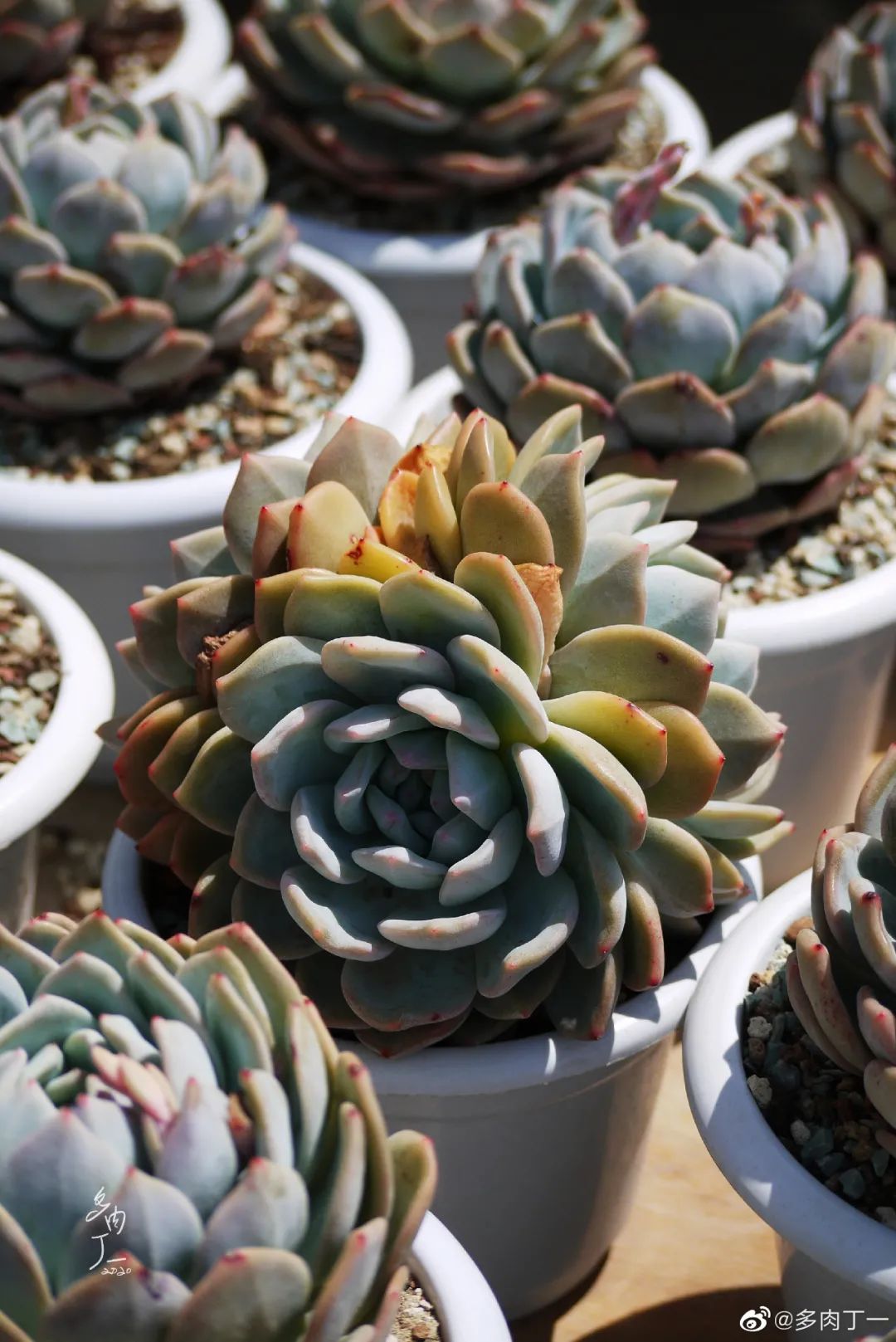 探访云南昆明青鸟多肉花园大棚：关于景天的那些事