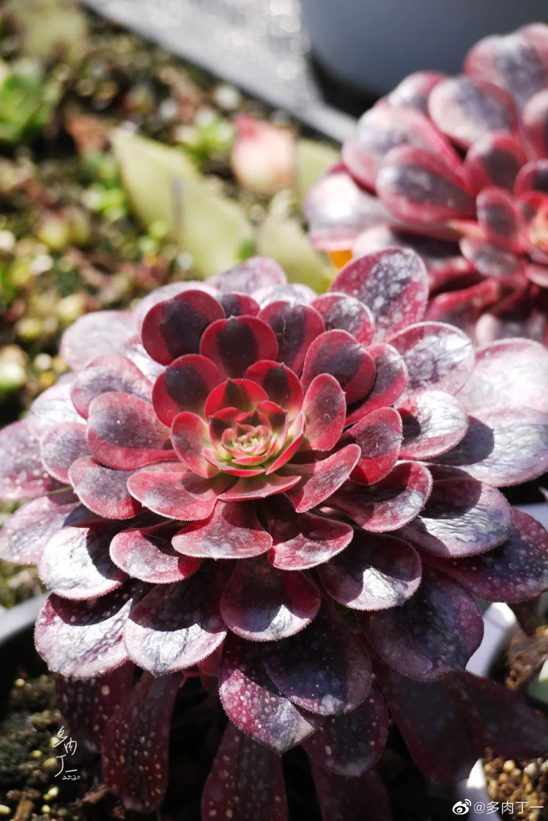 探访云南昆明青鸟多肉花园大棚：关于景天的那些事