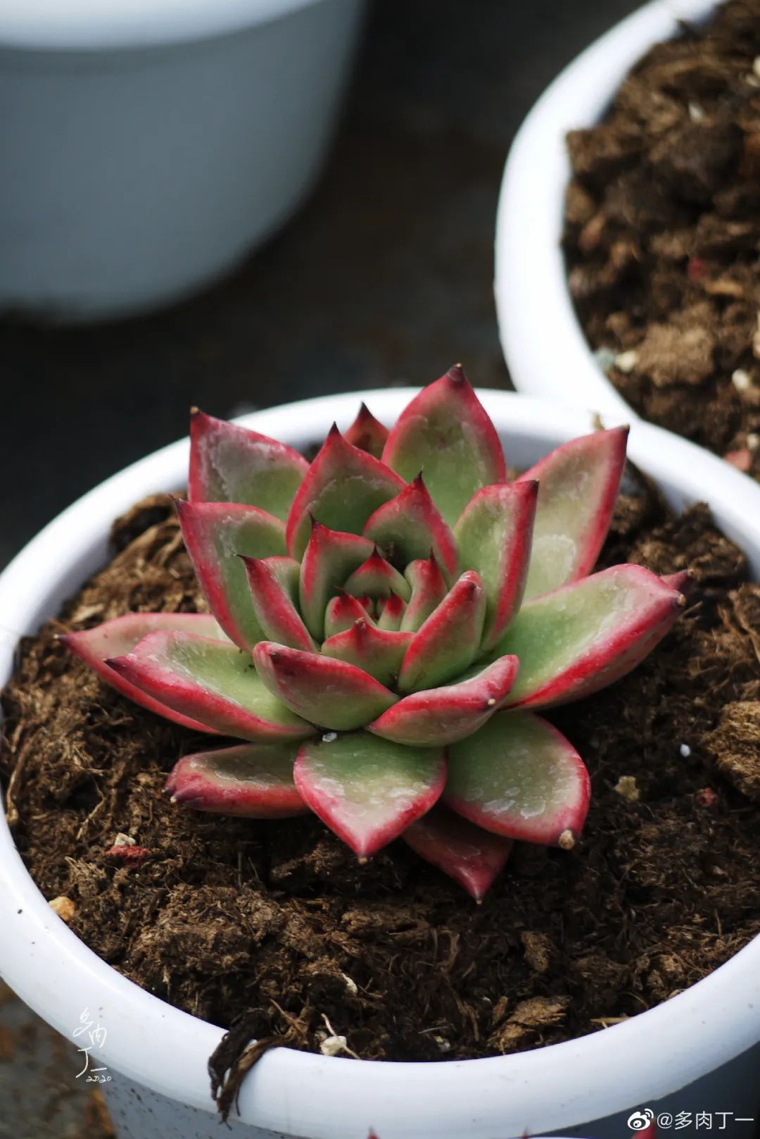 探访云南昆明青鸟多肉花园大棚：关于景天的那些事