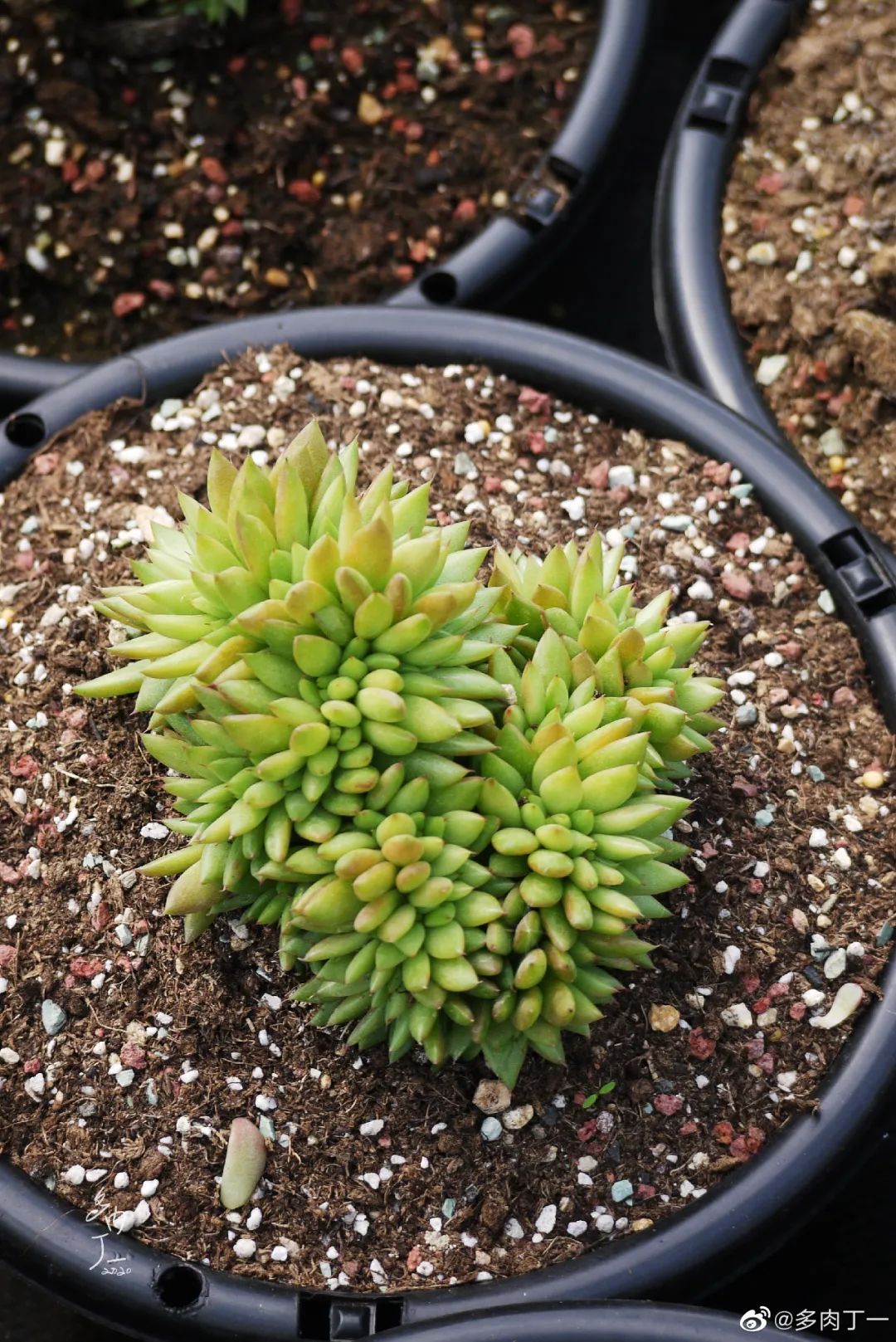 探访云南昆明青鸟多肉花园大棚：关于景天的那些事