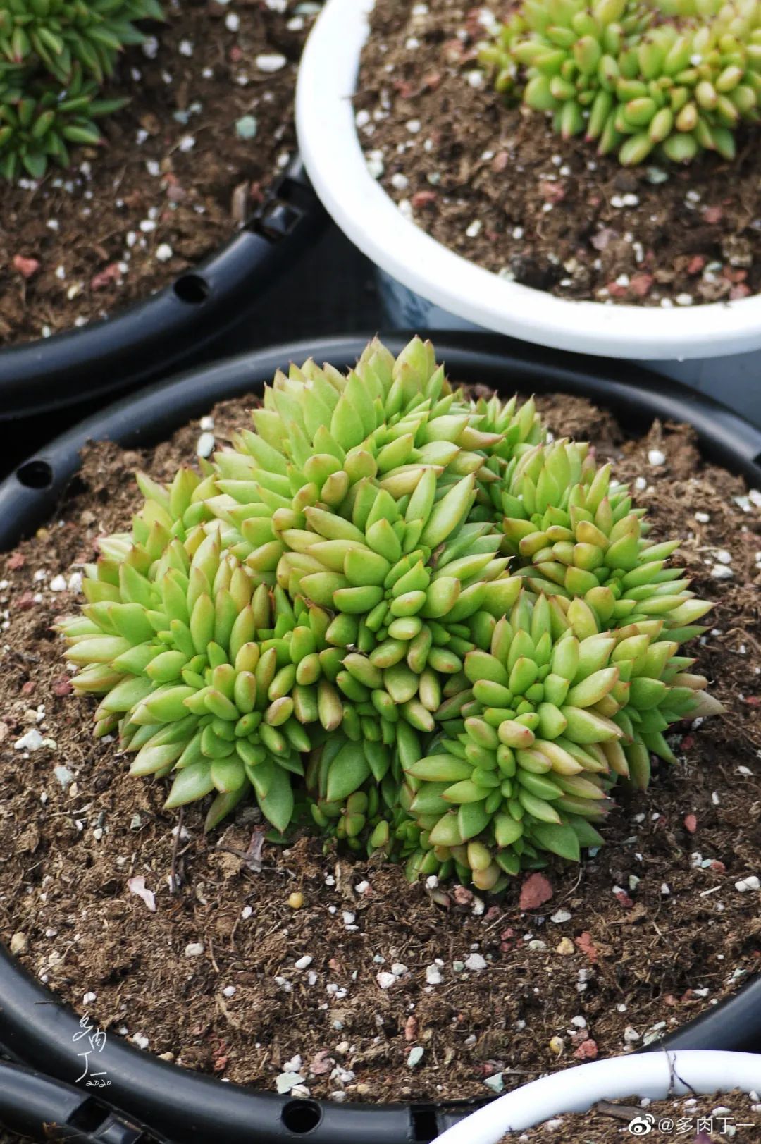 探访云南昆明青鸟多肉花园大棚：关于景天的那些事