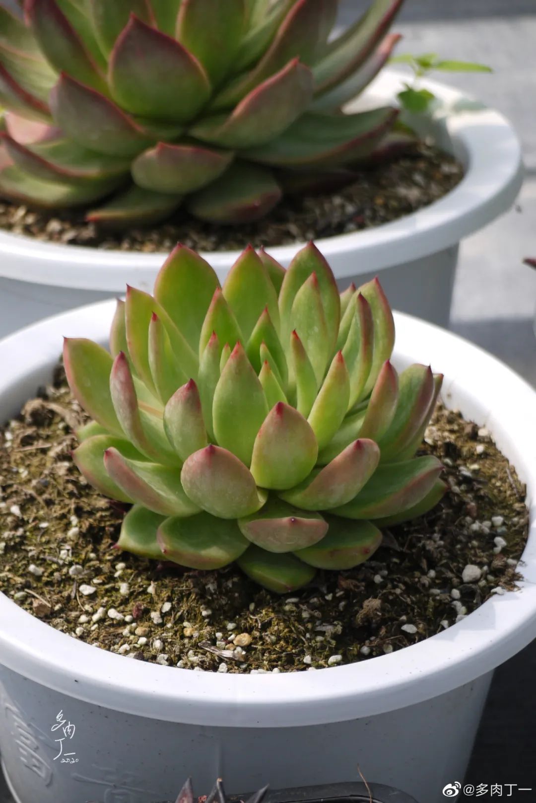 探访云南昆明青鸟多肉花园大棚：关于景天的那些事