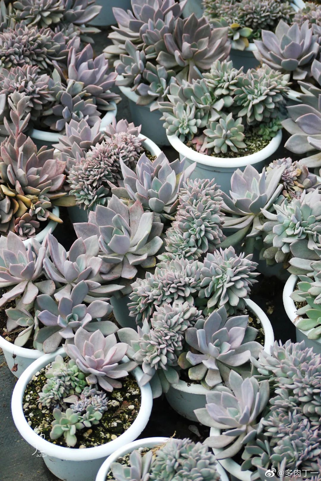 探访云南昆明青鸟多肉花园大棚：关于景天的那些事