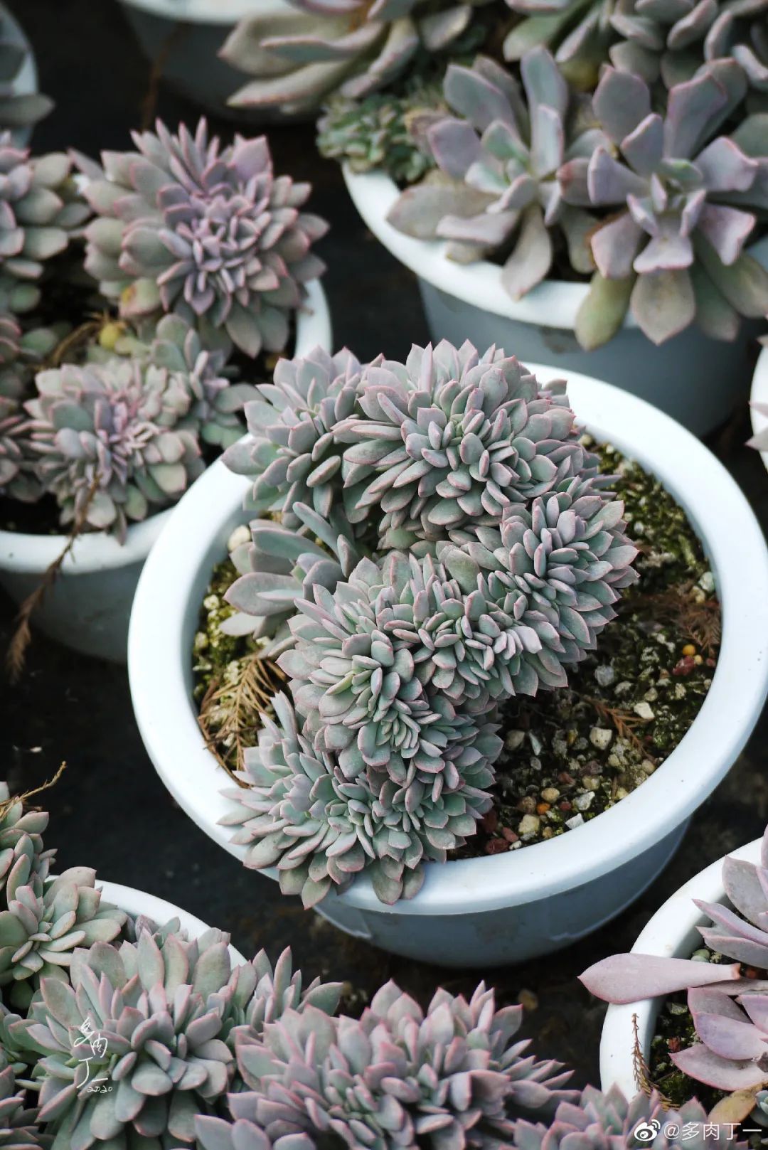 探访云南昆明青鸟多肉花园大棚：关于景天的那些事