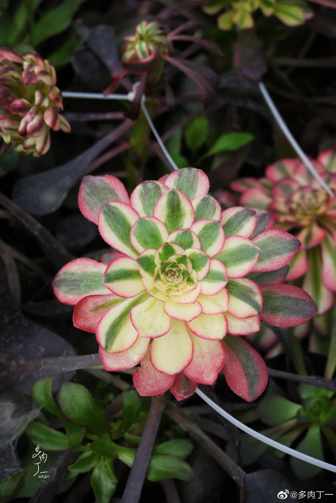 探访云南昆明青鸟多肉花园大棚：关于景天的那些事