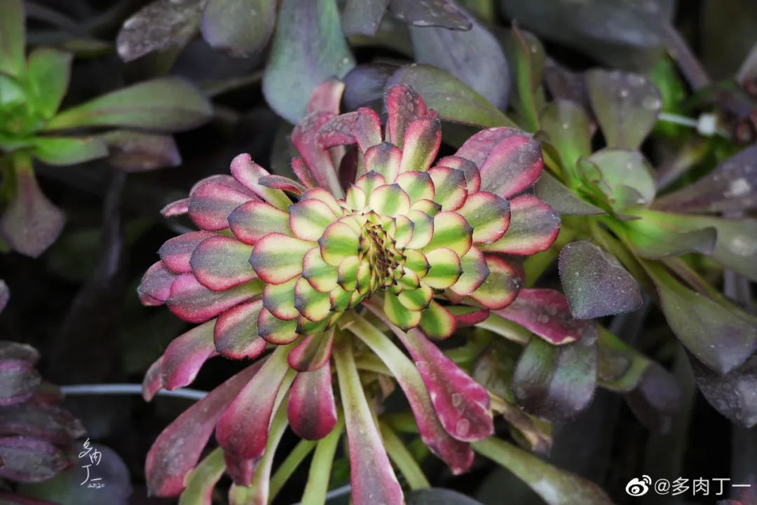 探访云南昆明青鸟多肉花园大棚：关于景天的那些事