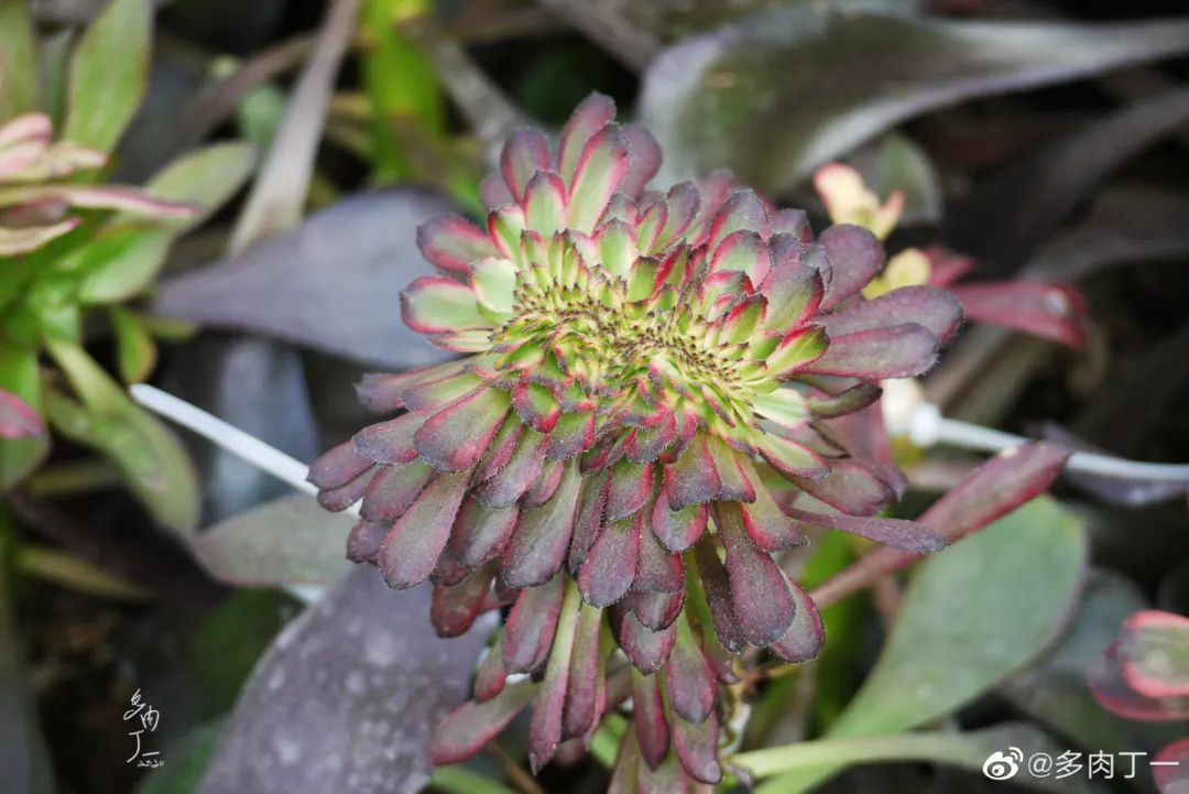探访云南昆明青鸟多肉花园大棚：关于景天的那些事