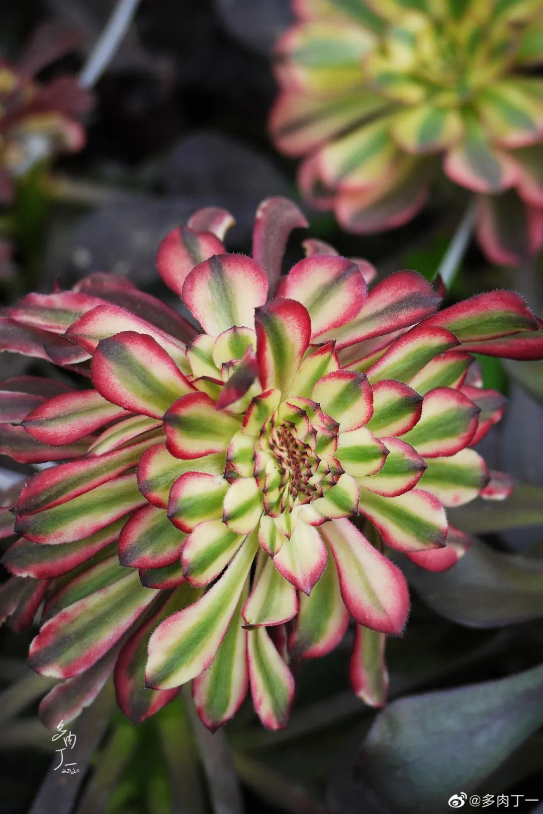 探访云南昆明青鸟多肉花园大棚：关于景天的那些事