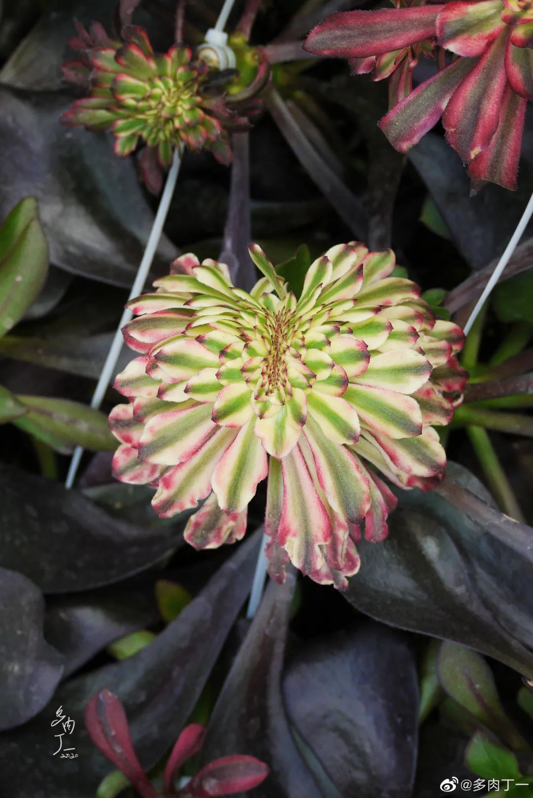 探访云南昆明青鸟多肉花园大棚：关于景天的那些事