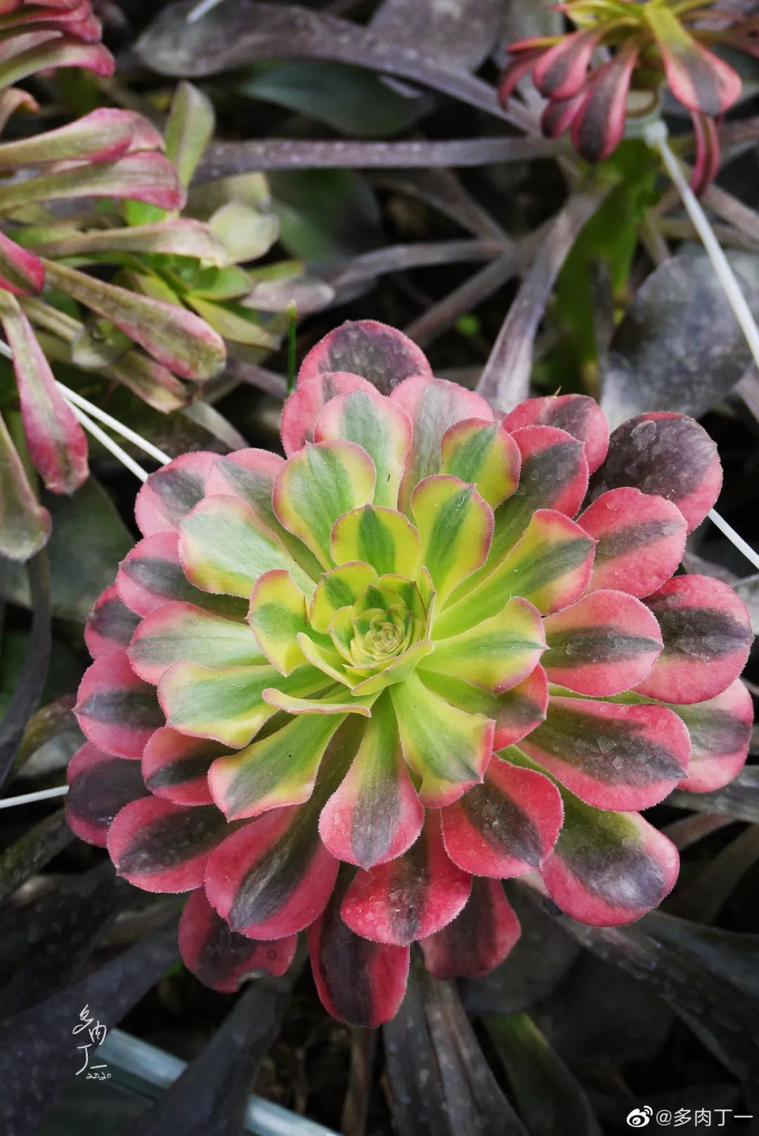 探访云南昆明青鸟多肉花园大棚：关于景天的那些事