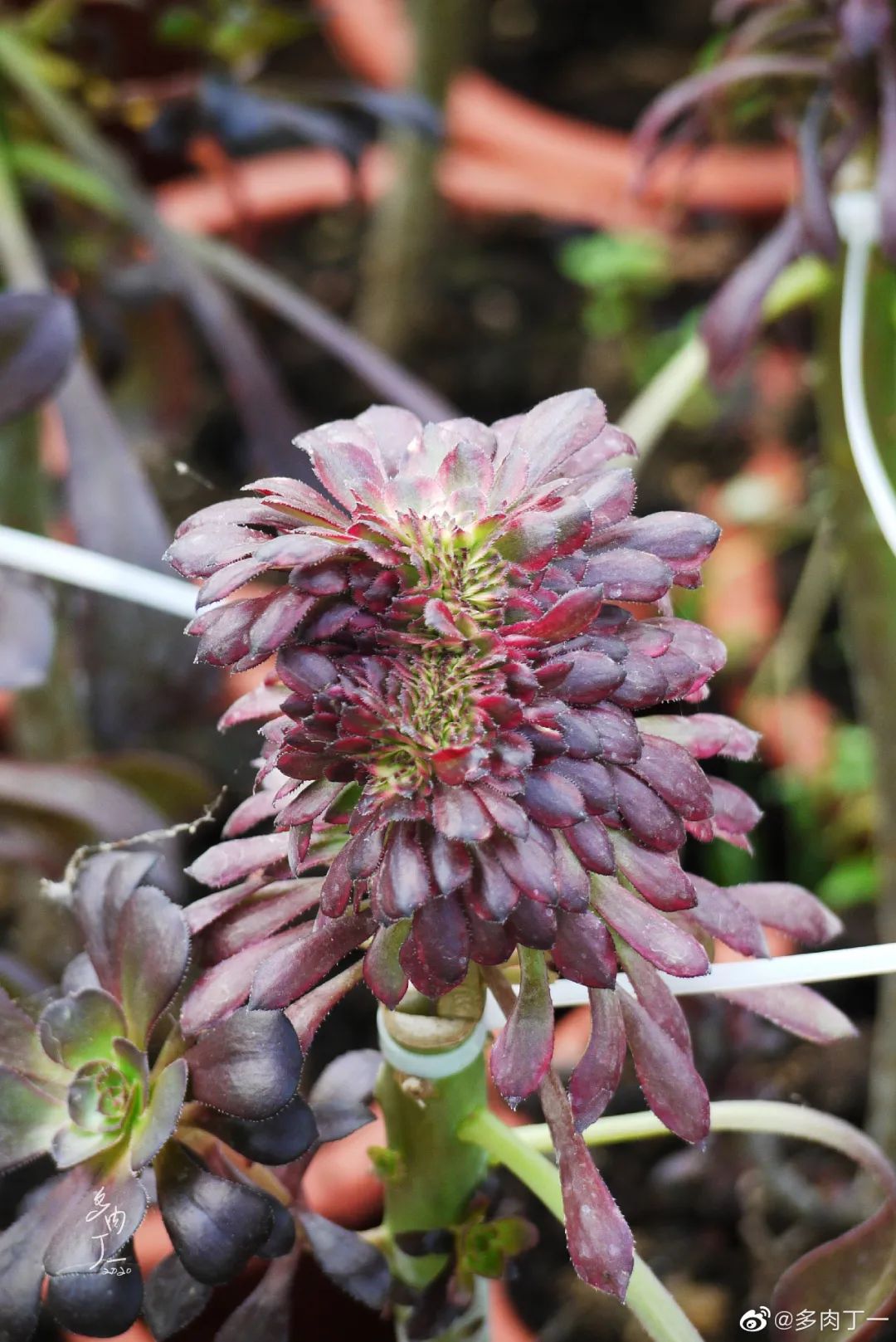 探访云南昆明青鸟多肉花园大棚：关于景天的那些事