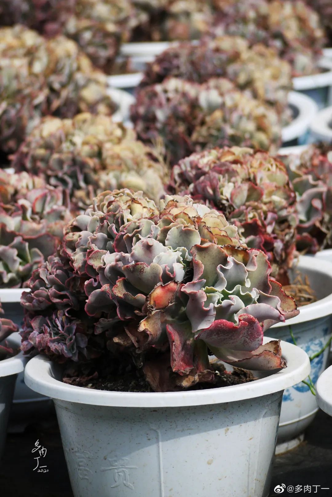 探访云南昆明青鸟多肉花园大棚：关于景天的那些事