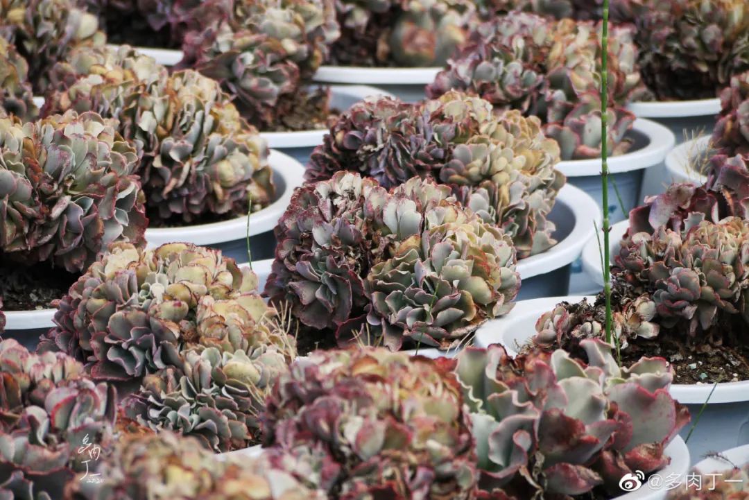 探访云南昆明青鸟多肉花园大棚：关于景天的那些事