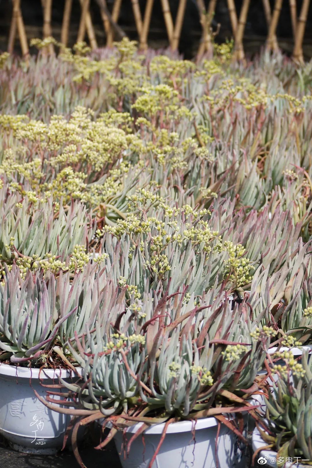 探访云南昆明青鸟多肉花园大棚：关于景天的那些事