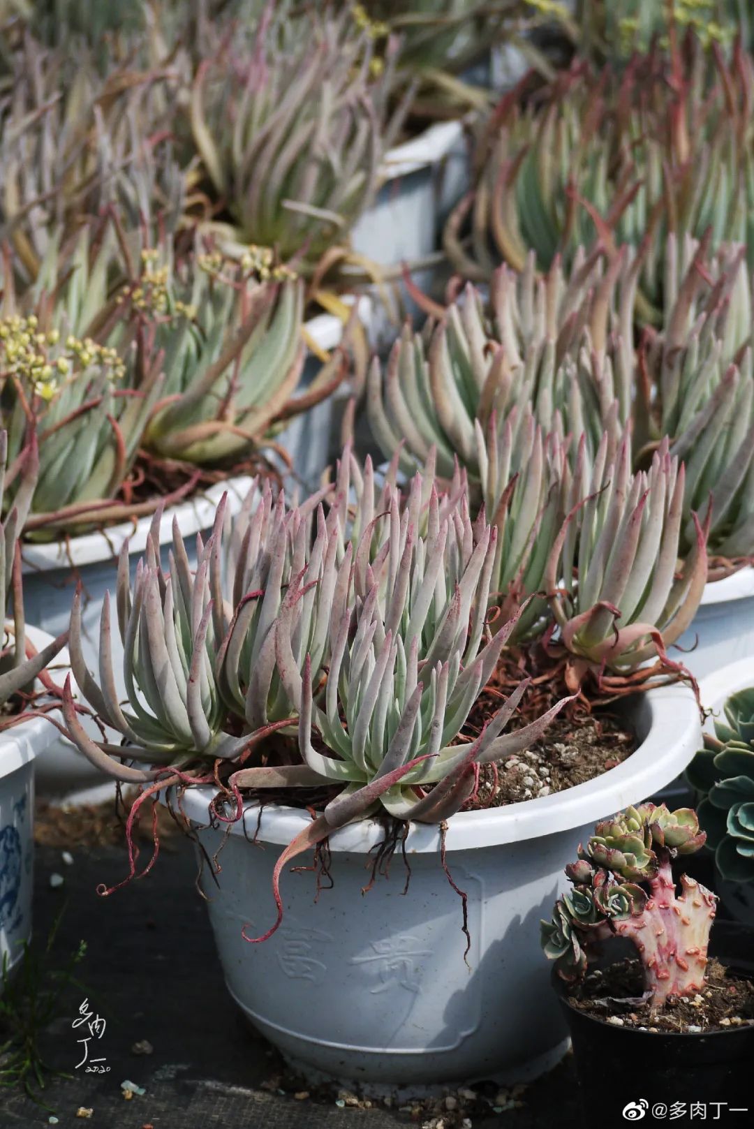 探访云南昆明青鸟多肉花园大棚：关于景天的那些事