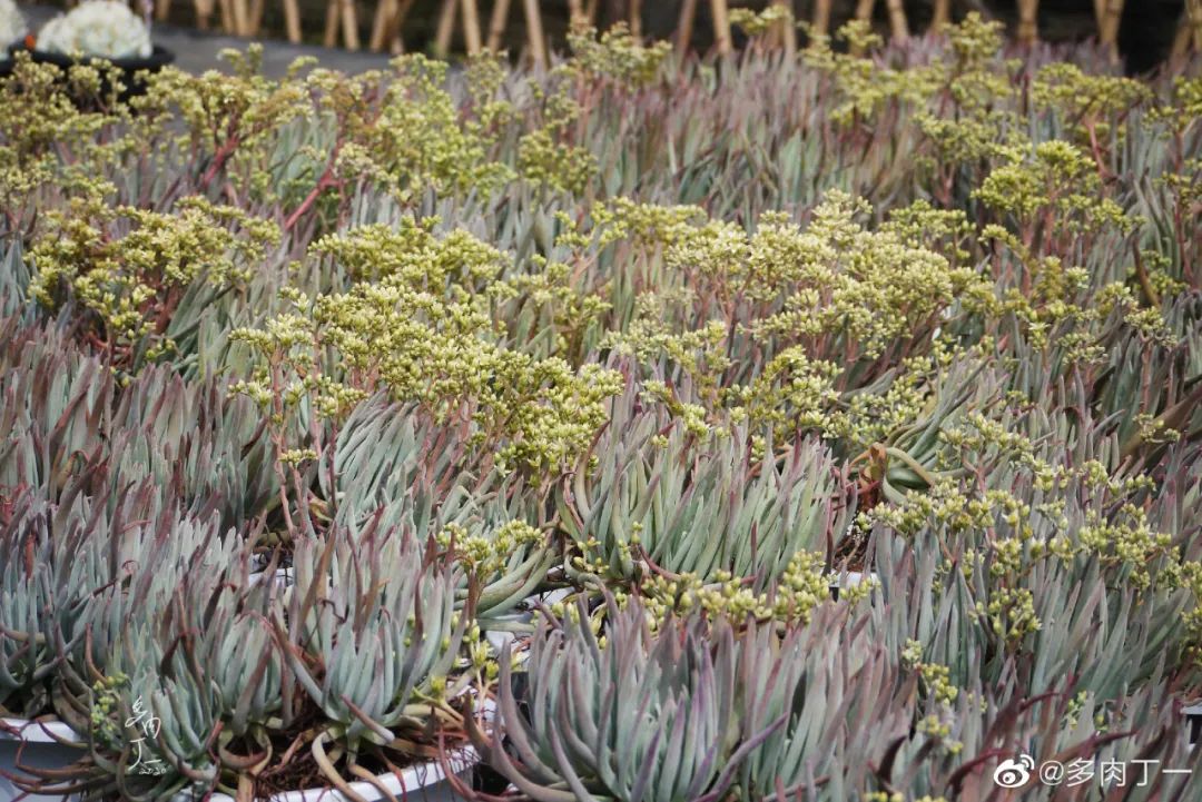探访云南昆明青鸟多肉花园大棚：关于景天的那些事