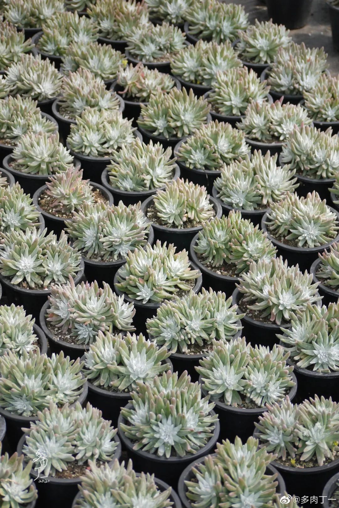 探访云南昆明青鸟多肉花园大棚：关于景天的那些事