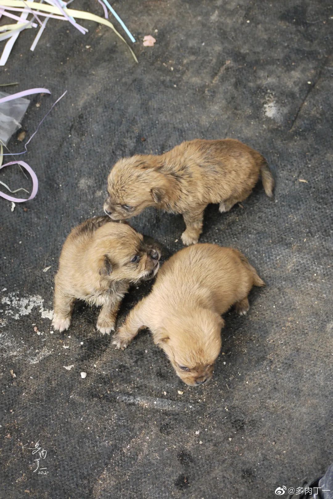 探访云南昆明青鸟多肉花园大棚：关于景天的那些事