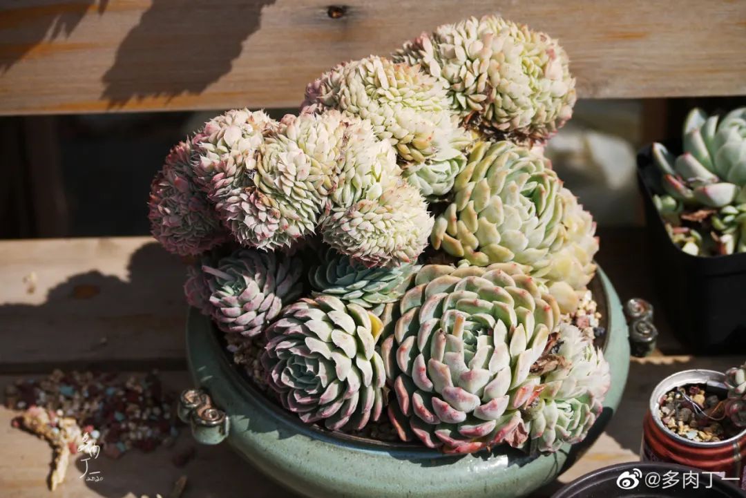 探访云南昆明青鸟多肉花园大棚：关于景天的那些事