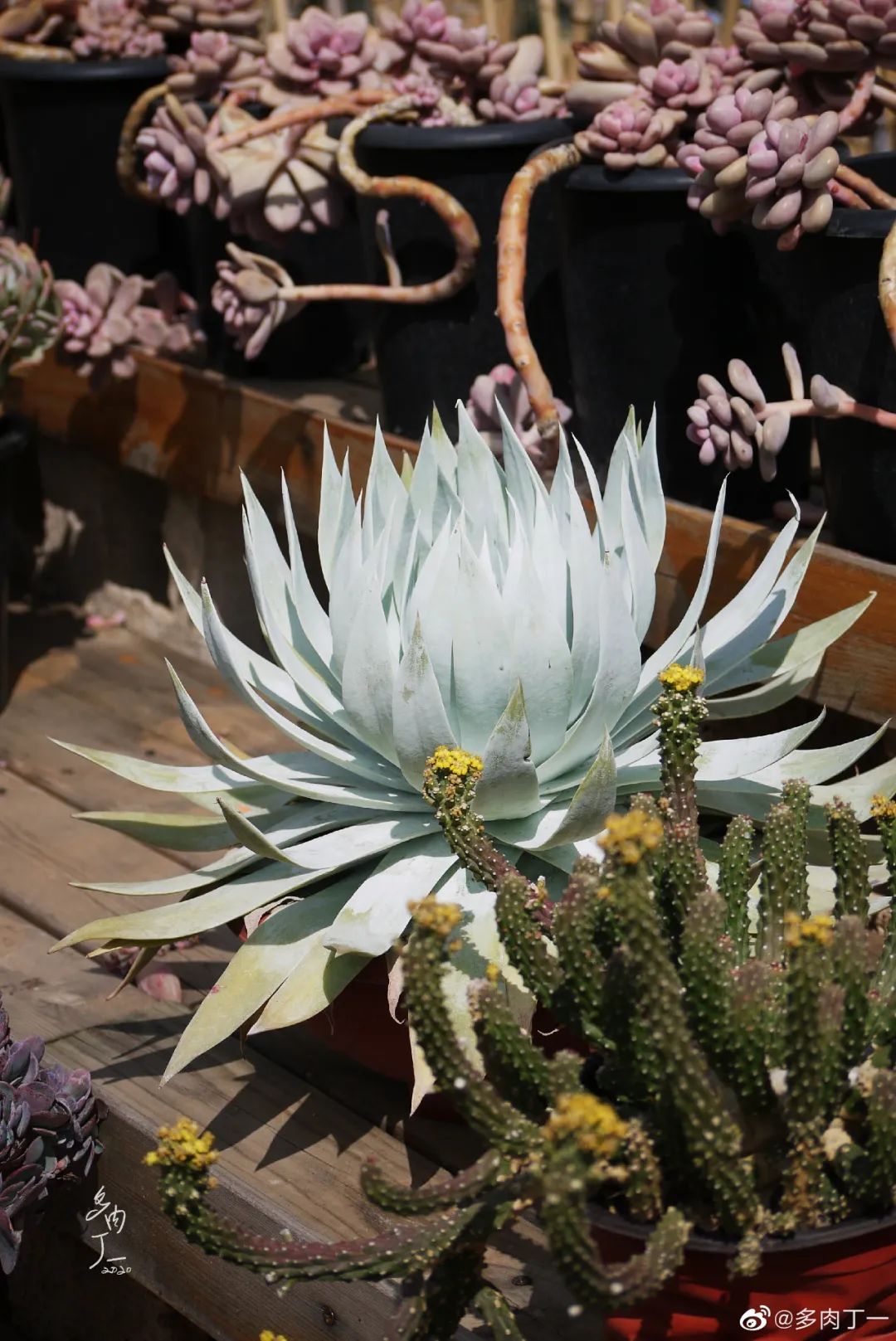 探访云南昆明青鸟多肉花园大棚：关于景天的那些事