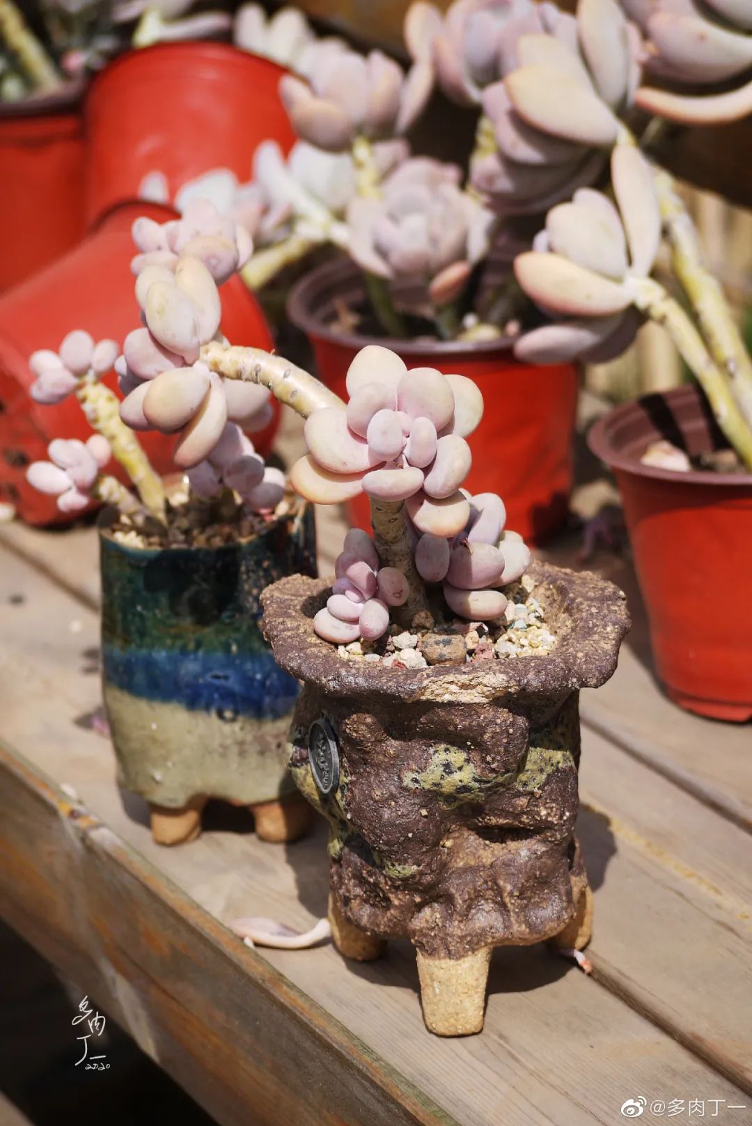 探访云南昆明青鸟多肉花园大棚：关于景天的那些事