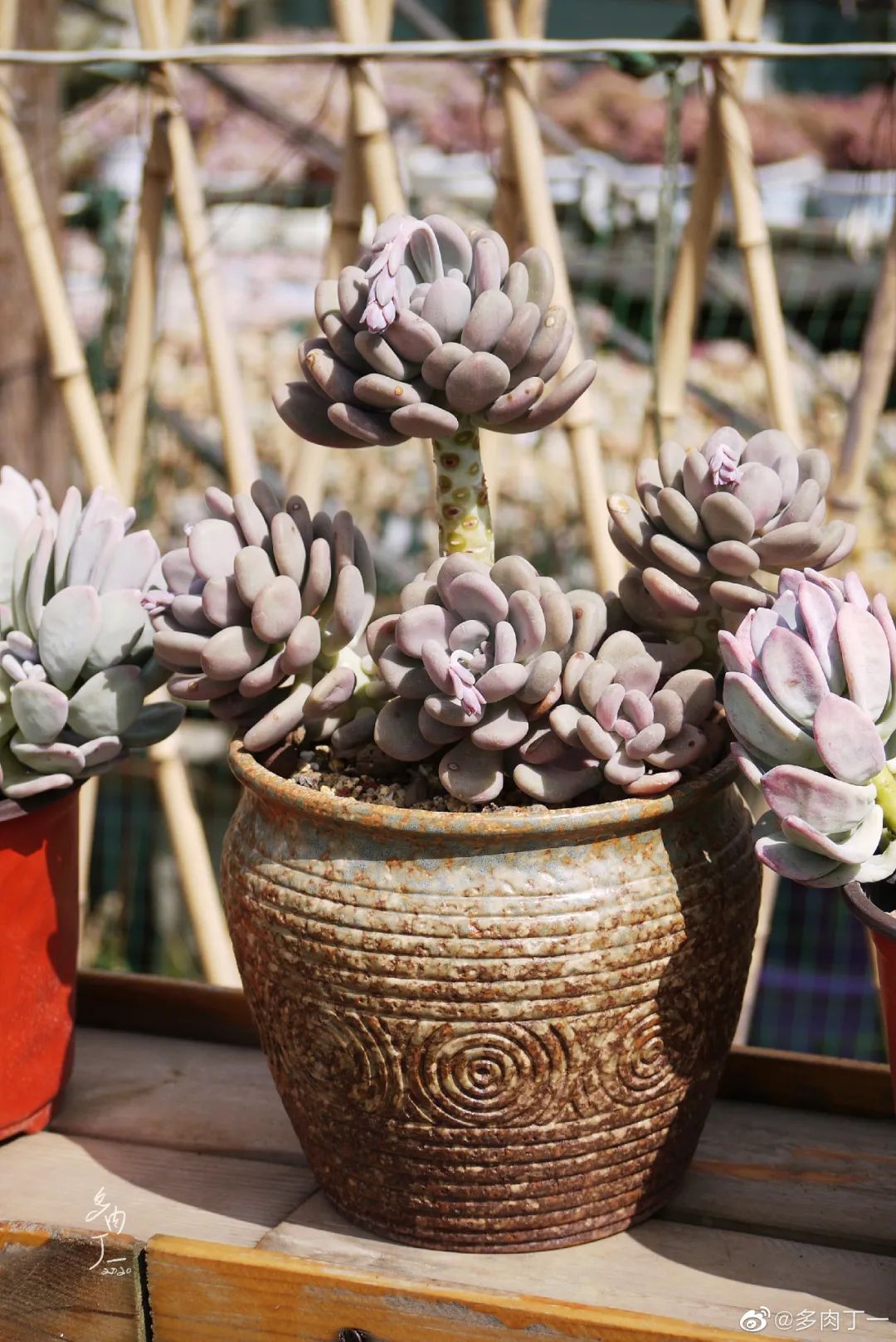 探访云南昆明青鸟多肉花园大棚：关于景天的那些事