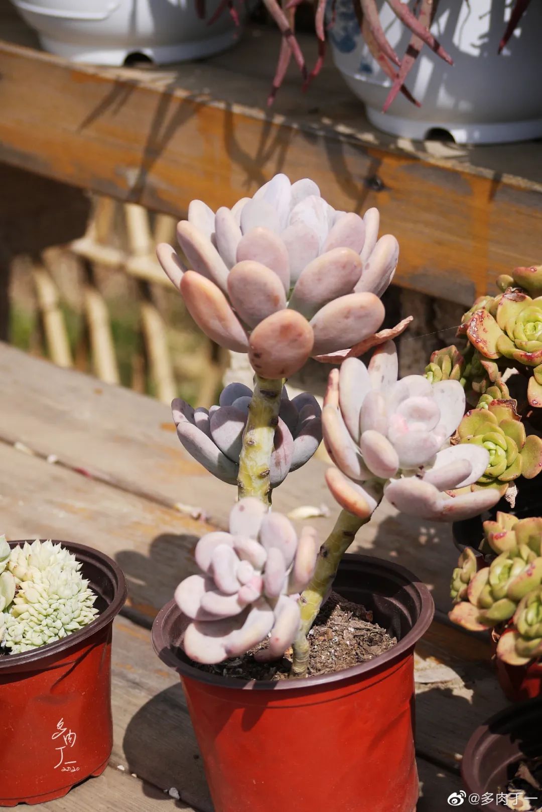 探访云南昆明青鸟多肉花园大棚：关于景天的那些事