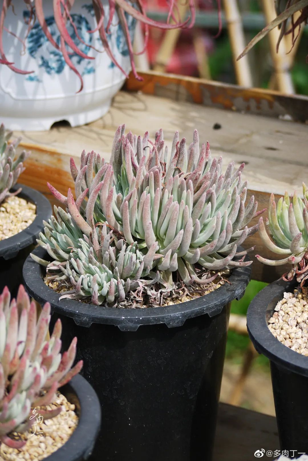 探访云南昆明青鸟多肉花园大棚：关于景天的那些事