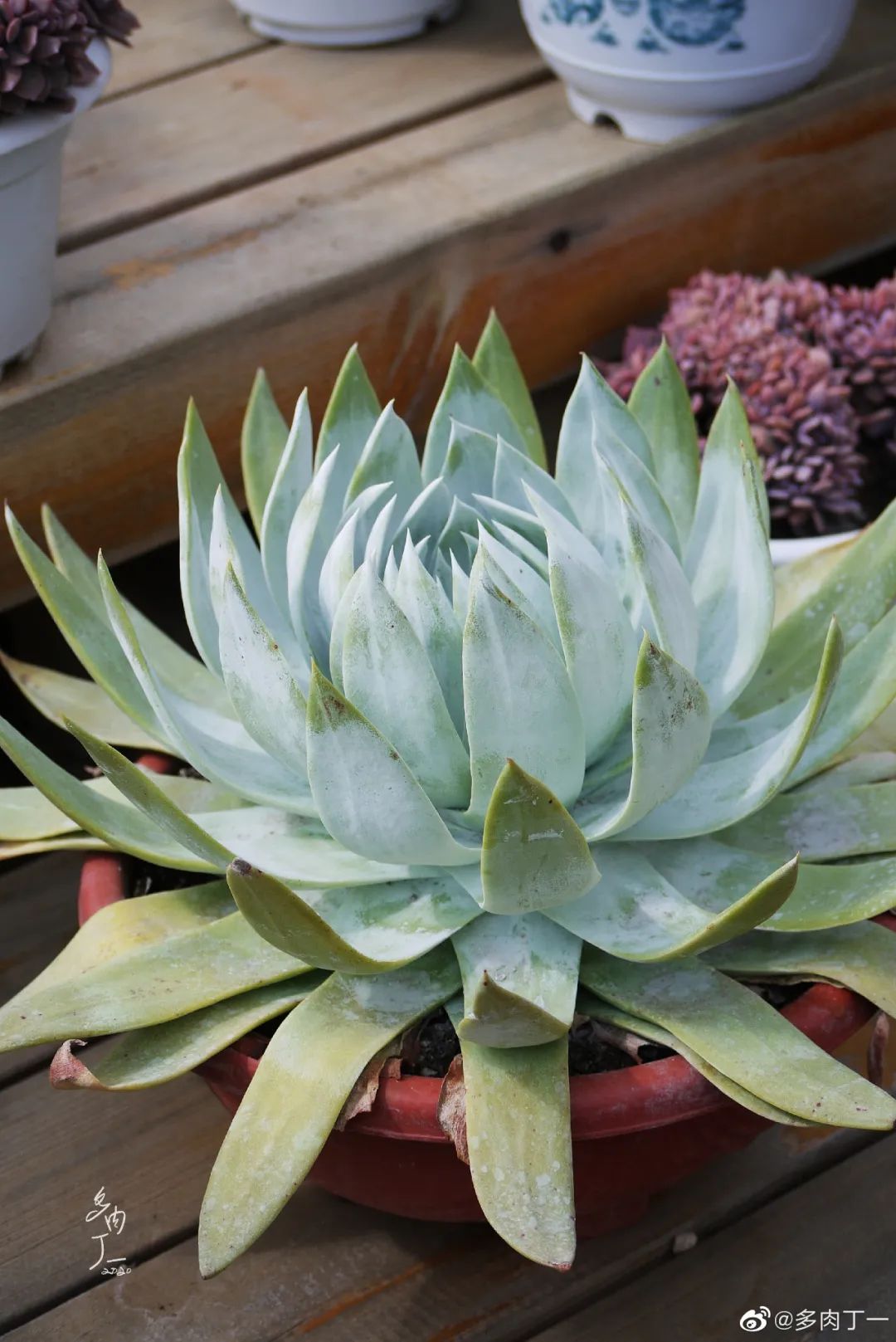 探访云南昆明青鸟多肉花园大棚：关于景天的那些事