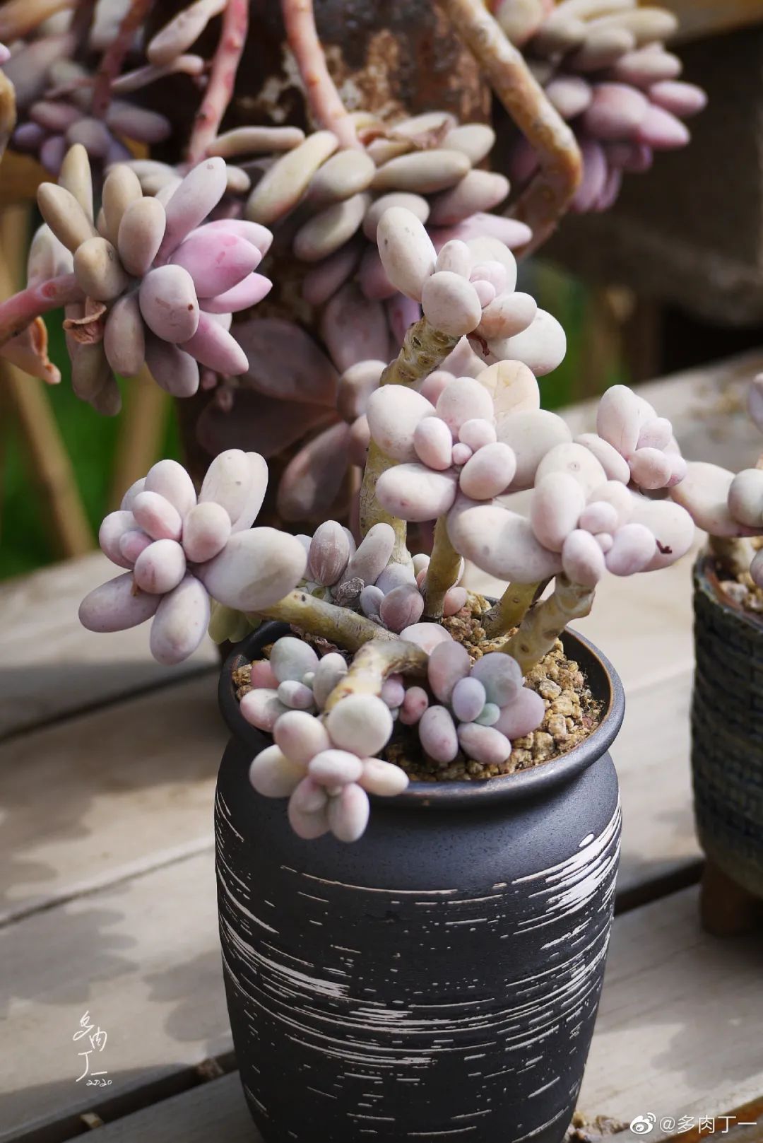 探访云南昆明青鸟多肉花园大棚：关于景天的那些事