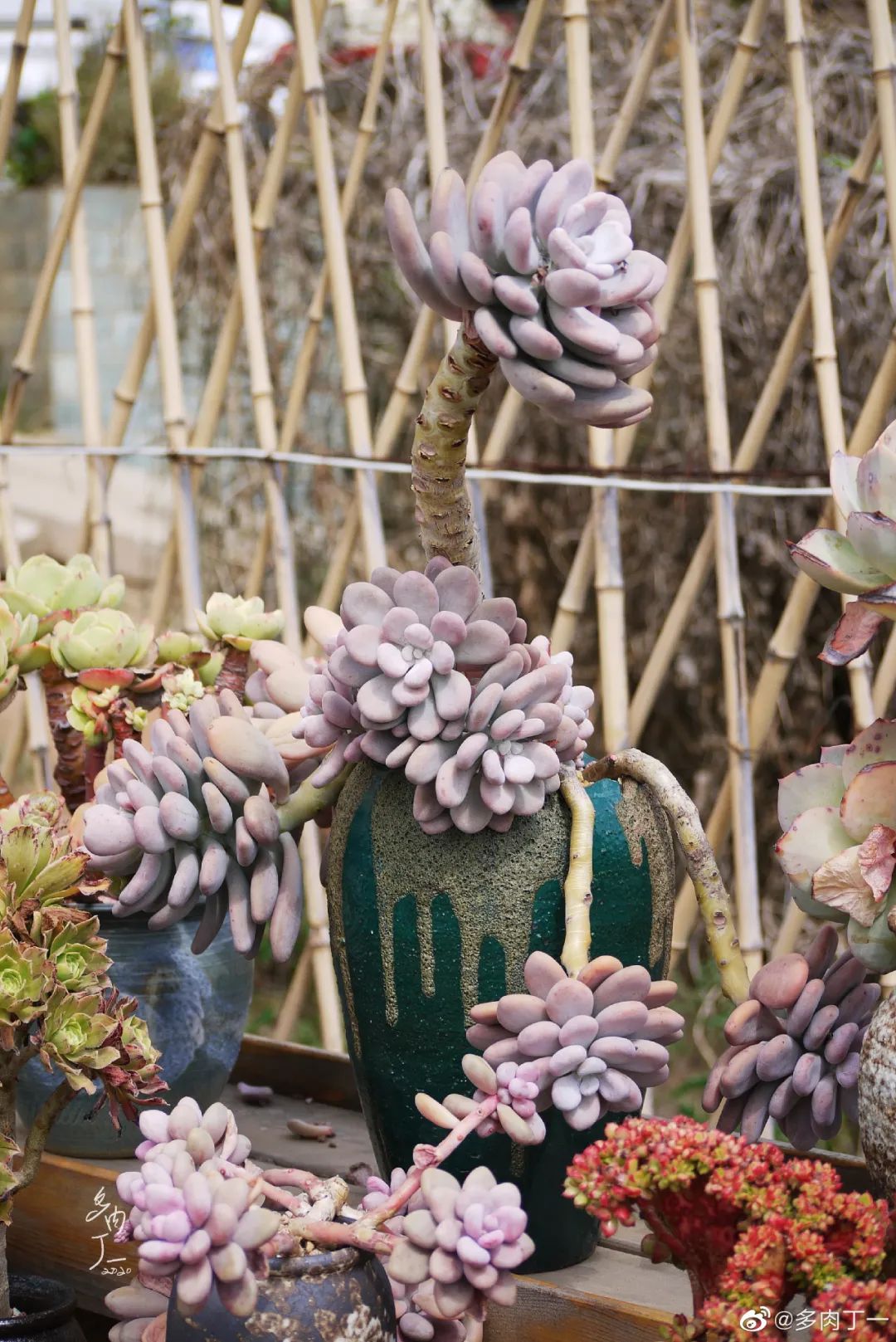 探访云南昆明青鸟多肉花园大棚：关于景天的那些事