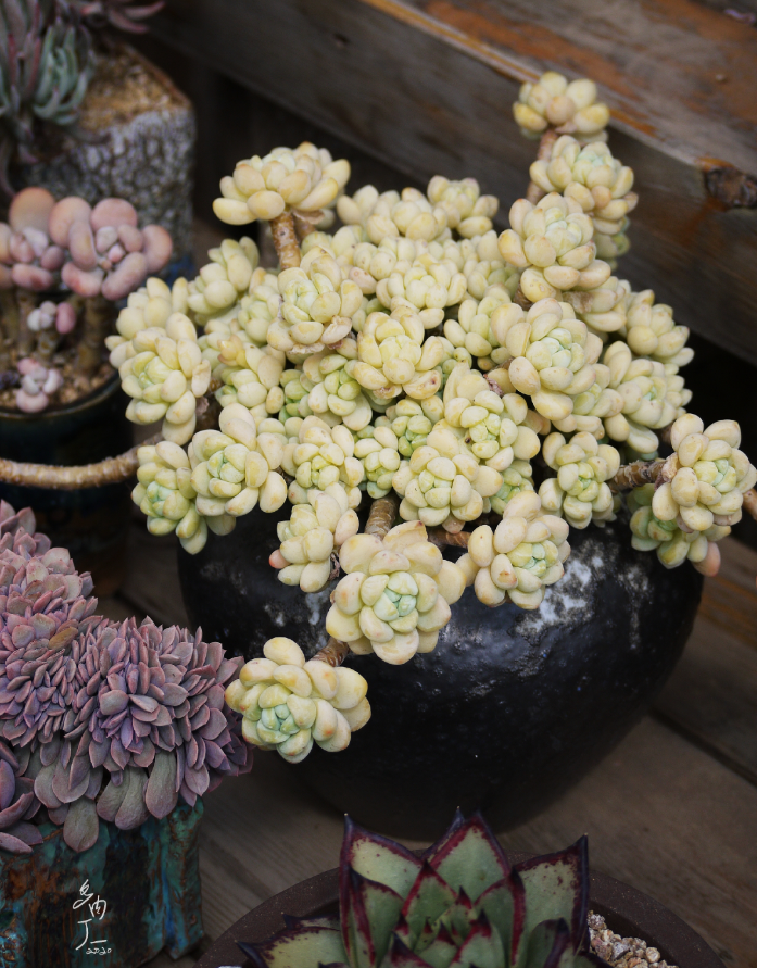 探访云南昆明青鸟多肉花园大棚：关于景天的那些事