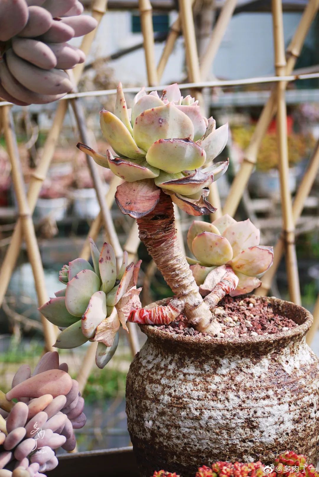 探访云南昆明青鸟多肉花园大棚：关于景天的那些事