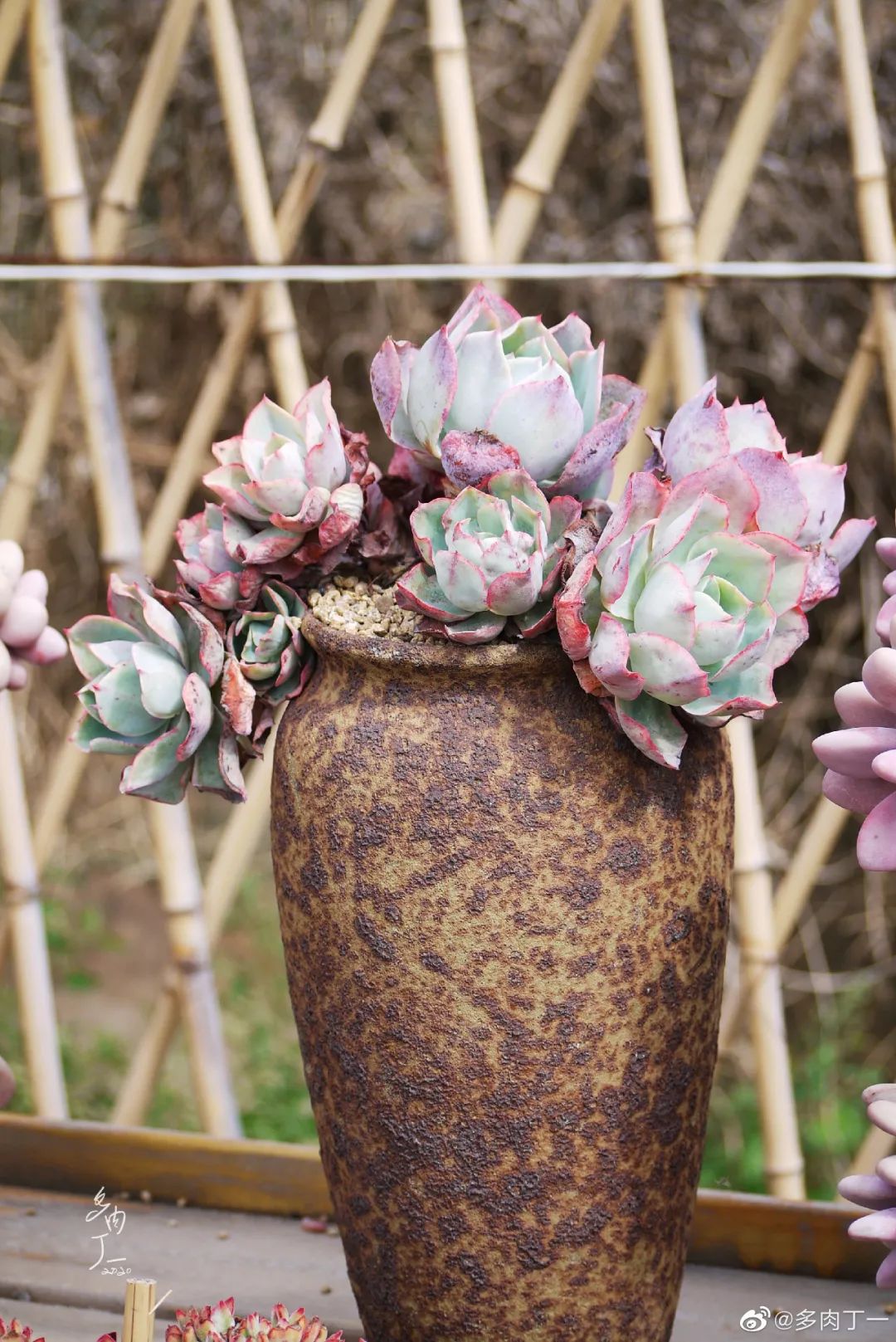 探访云南昆明青鸟多肉花园大棚：关于景天的那些事