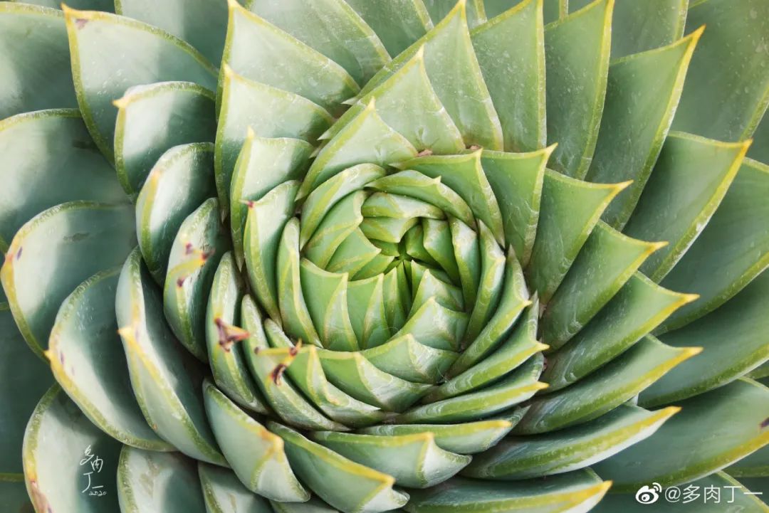 探访云南昆明青鸟多肉花园大棚：关于景天的那些事